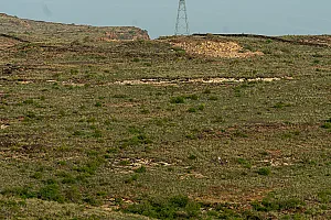 سباق الجاكرندا