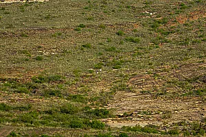 سباق الجاكرندا